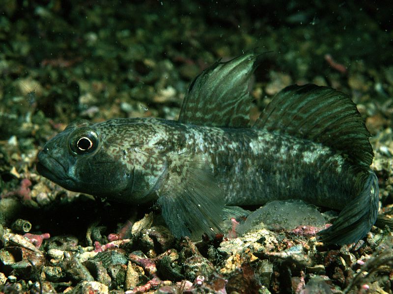 Gobius niger (Ghiozzo nero)